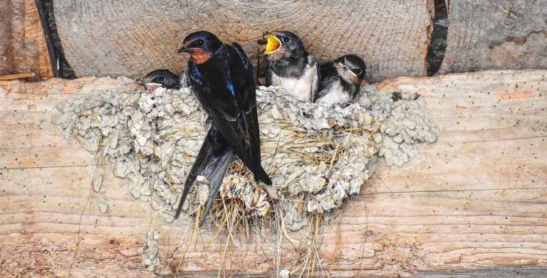 Burung Walet - Training Walet