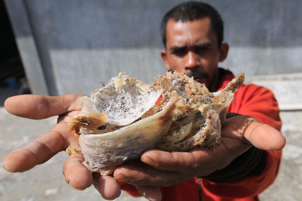 Sarang Walet - Training Walet