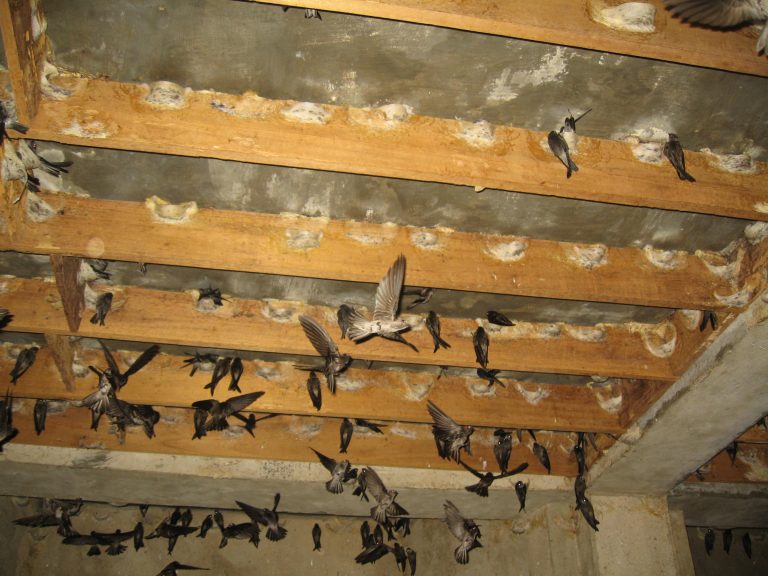 Sarang Walet - Training Walet