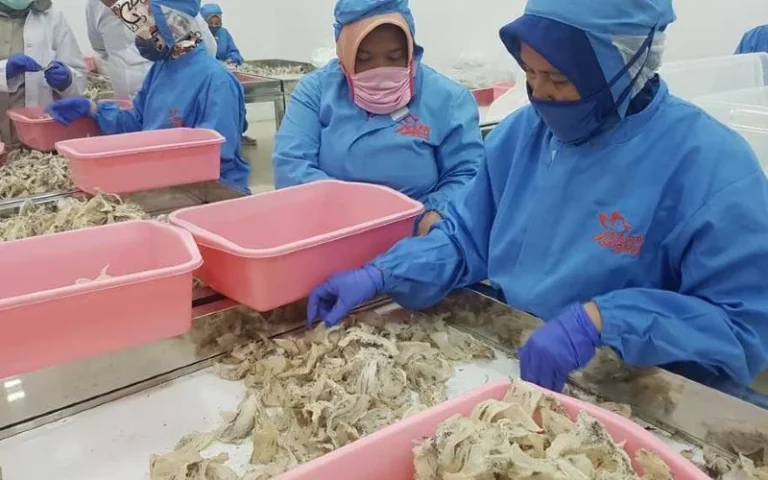 Artikel Kerja di Perusahaan Walet - Training Walet